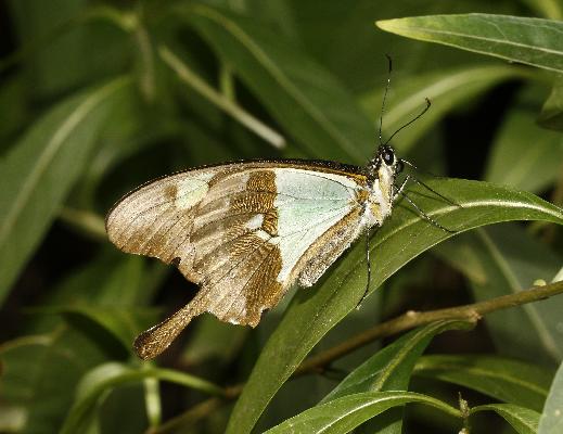 Papilio phorcas ansorgei male UNS